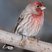 House Finch